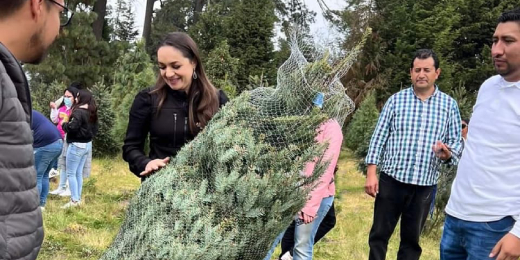 Inicia temporada de corte y venta de árboles de navidad en Amecameca -  Heraldo del Estado de México