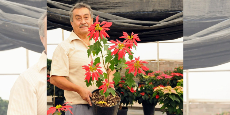 Obtiene Chapingo 7 nuevas variedades de flor de Nochebuena - Heraldo del  Estado de México